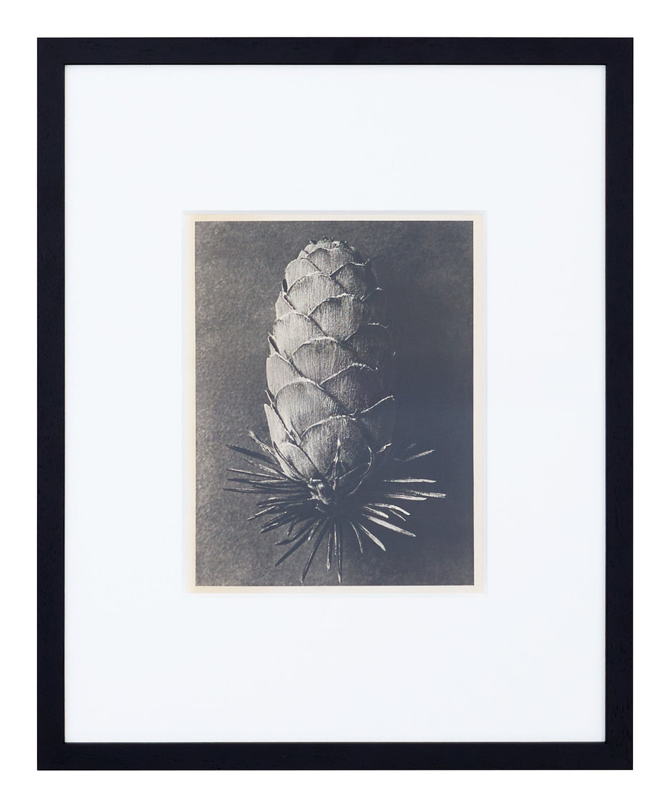 Vintage Blossfeldt Print - V