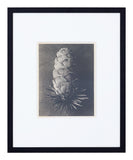Vintage Blossfeldt Print - V