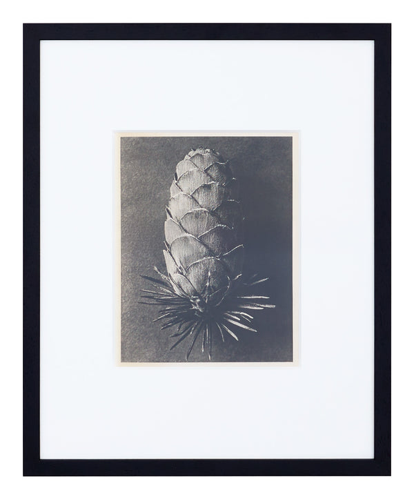 Vintage Blossfeldt Print - V