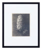 Vintage Blossfeldt Print - V
