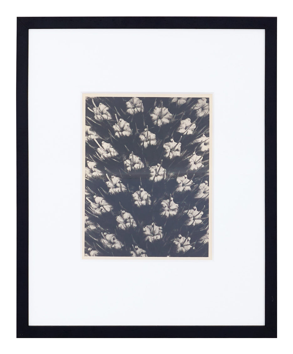Vintage Blossfeldt Print - VI