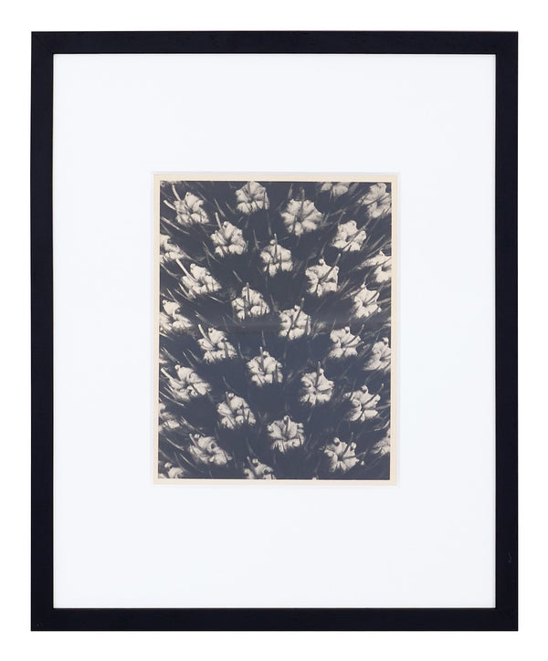 Vintage Blossfeldt Print - VI