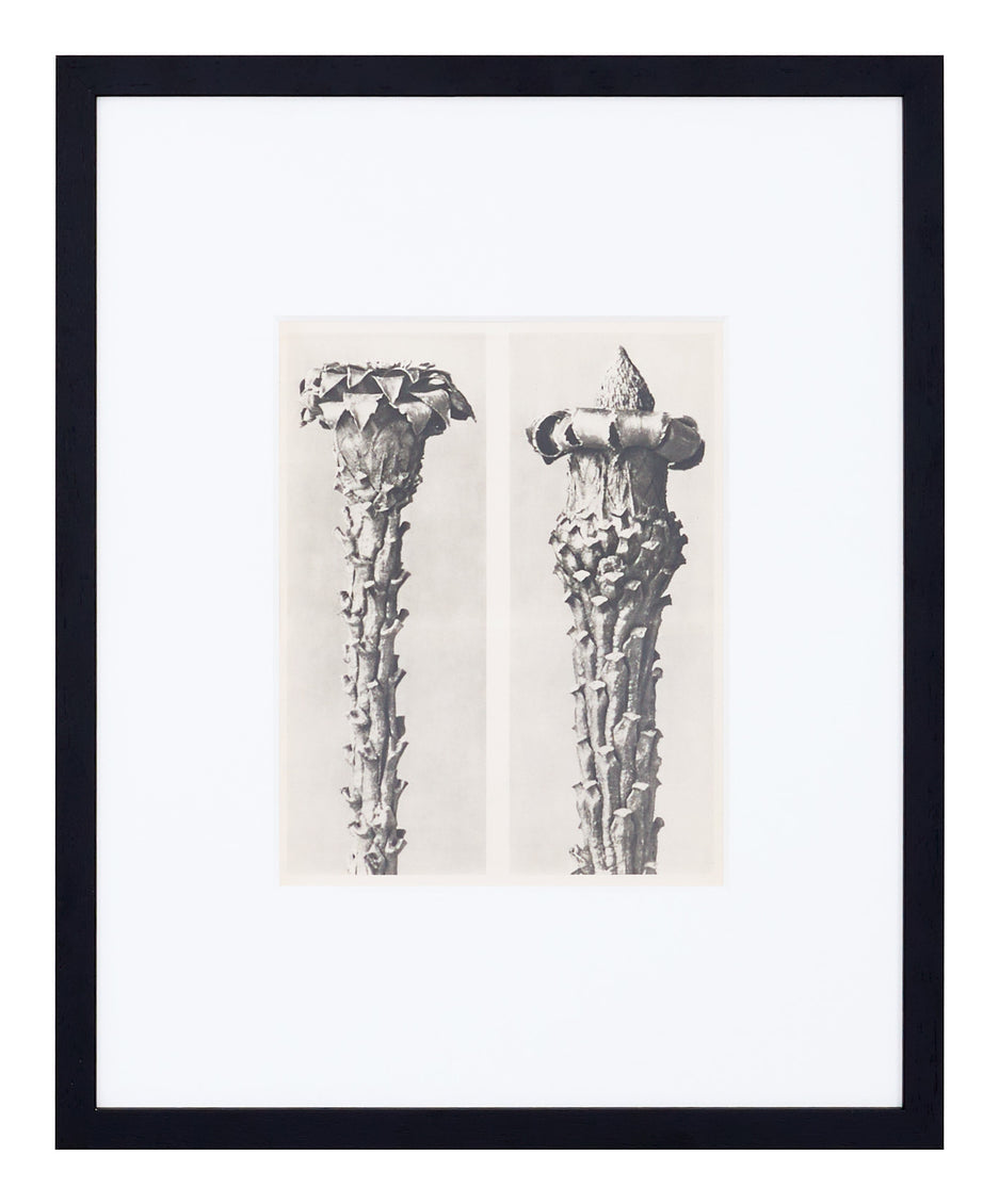 Vintage Blossfeldt Print - VII