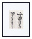 Vintage Blossfeldt Print - VII