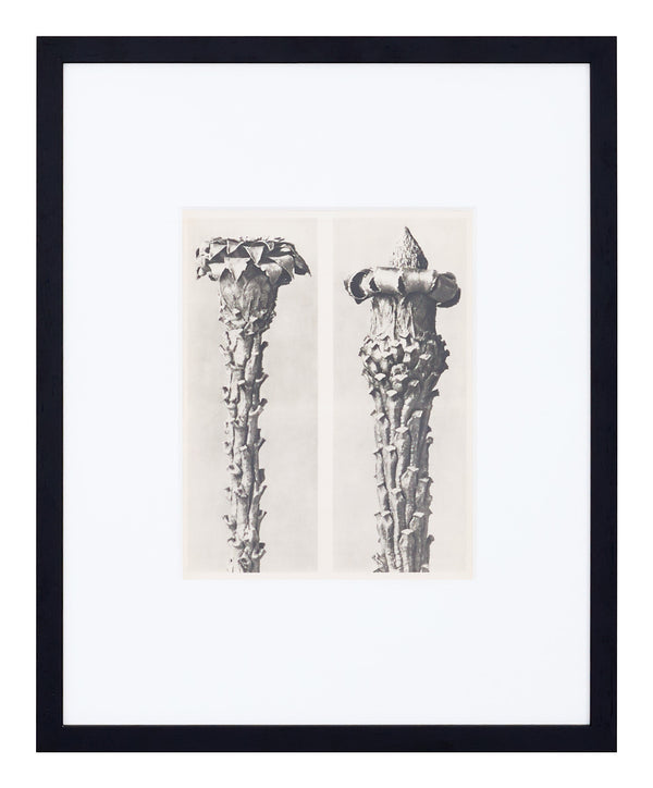 Vintage Blossfeldt Print - VII