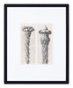 Vintage Blossfeldt Print - VII