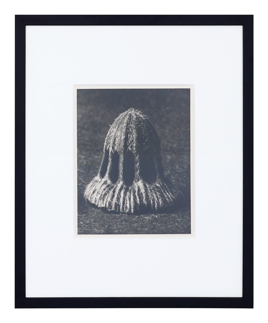 Vintage Blossfeldt Print - IX