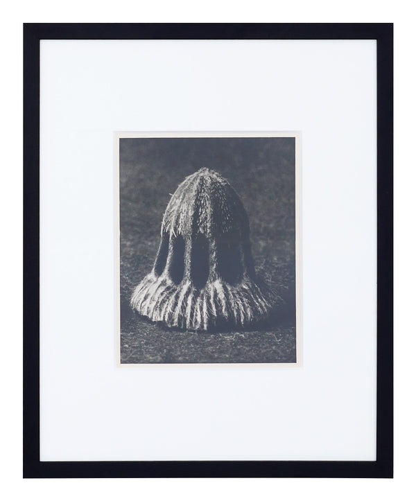 Vintage Blossfeldt Print - IX