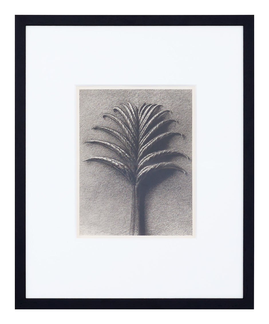 Vintage Blossfeldt Print - X