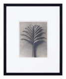 Vintage Blossfeldt Print - X