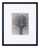 Vintage Blossfeldt Print - X
