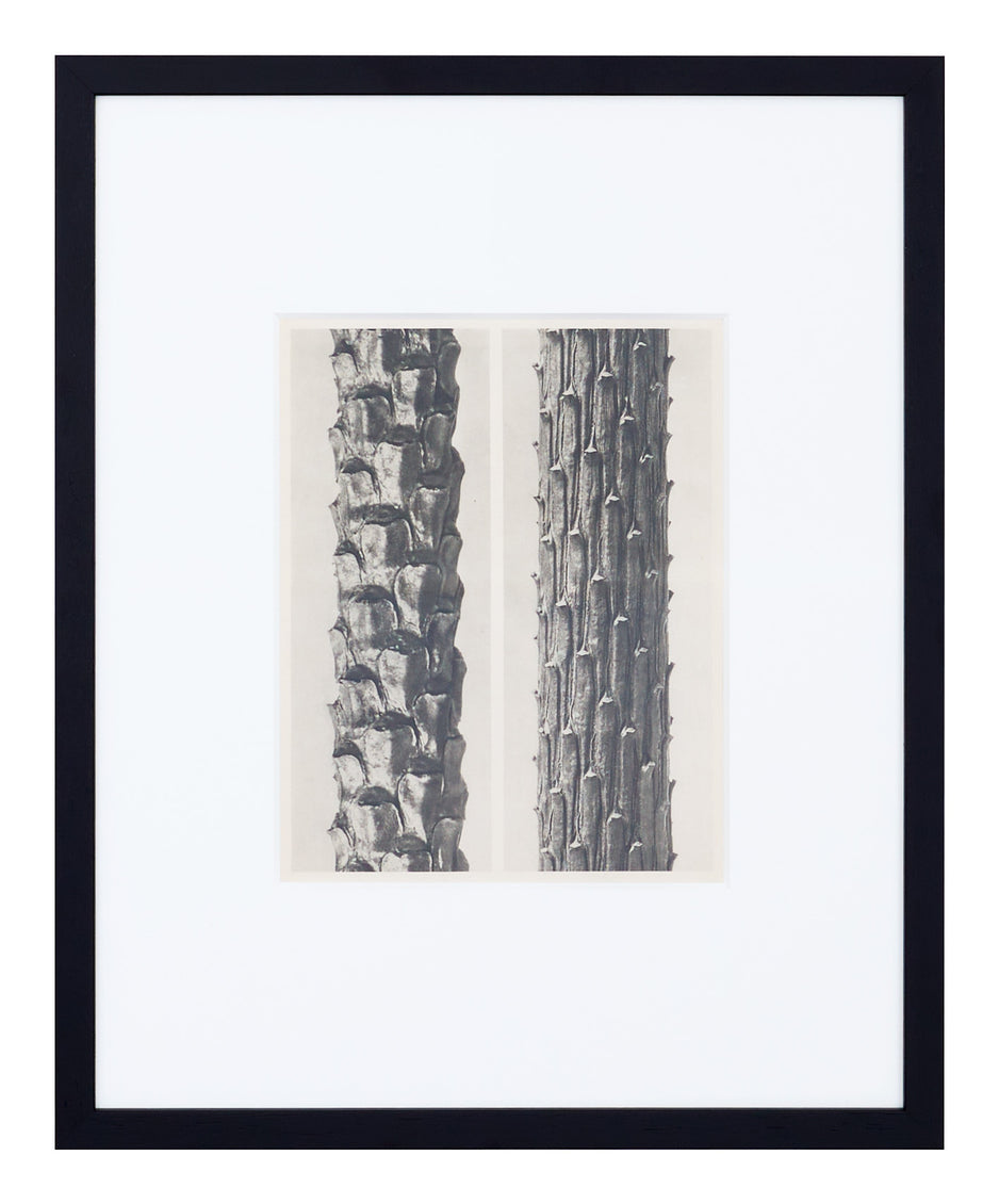 Vintage Blossfeldt Print - XII