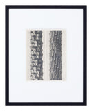 Vintage Blossfeldt Print - XII