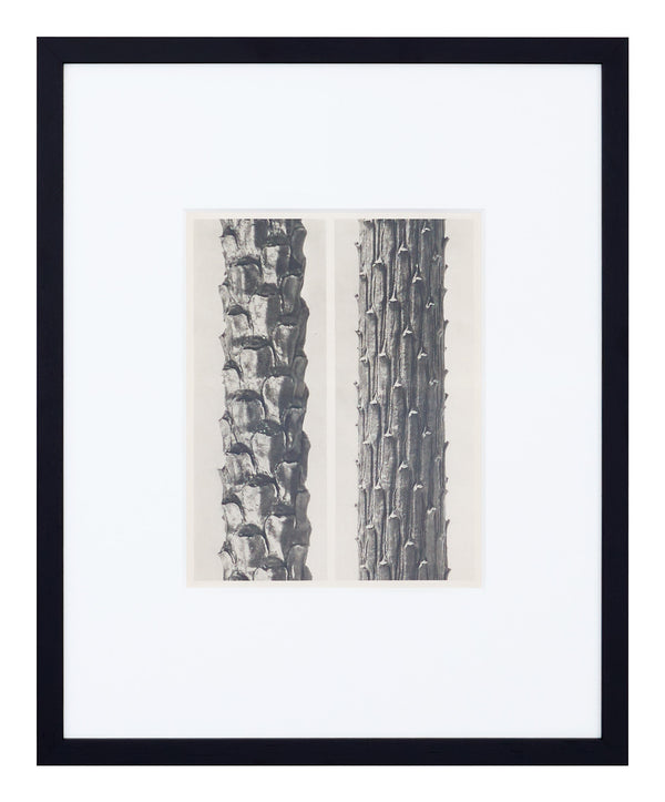 Vintage Blossfeldt Print - XII