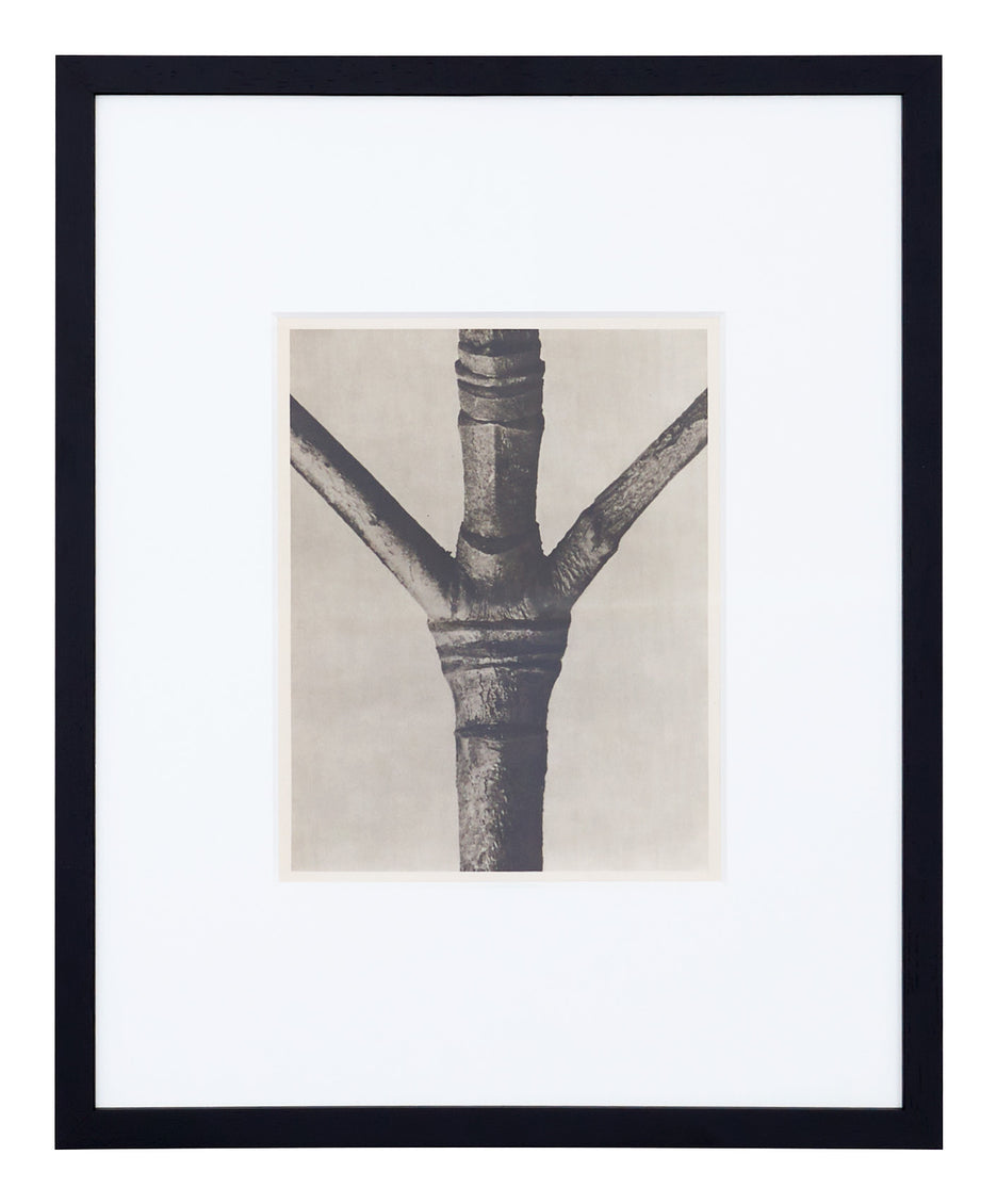 Vintage Blossfeldt Print - XIII