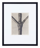 Vintage Blossfeldt Print - XIII