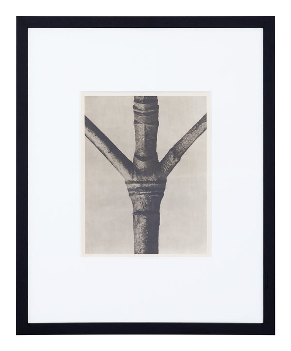 Vintage Blossfeldt Print - XIII