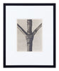 Vintage Blossfeldt Print - XIII