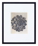 Vintage Blossfeldt Print - XVI
