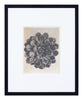 Vintage Blossfeldt Print - XVI