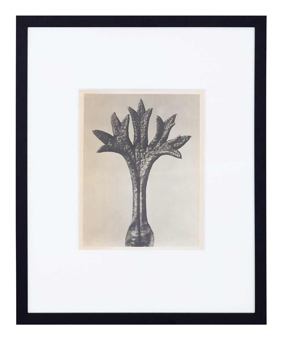 Vintage Blossfeldt Print - XVII