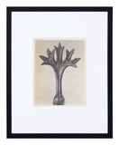 Vintage Blossfeldt Print - XVII