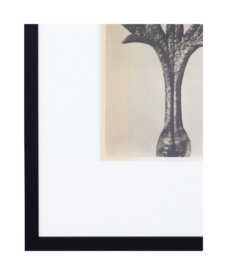 Vintage Blossfeldt Print - XVII