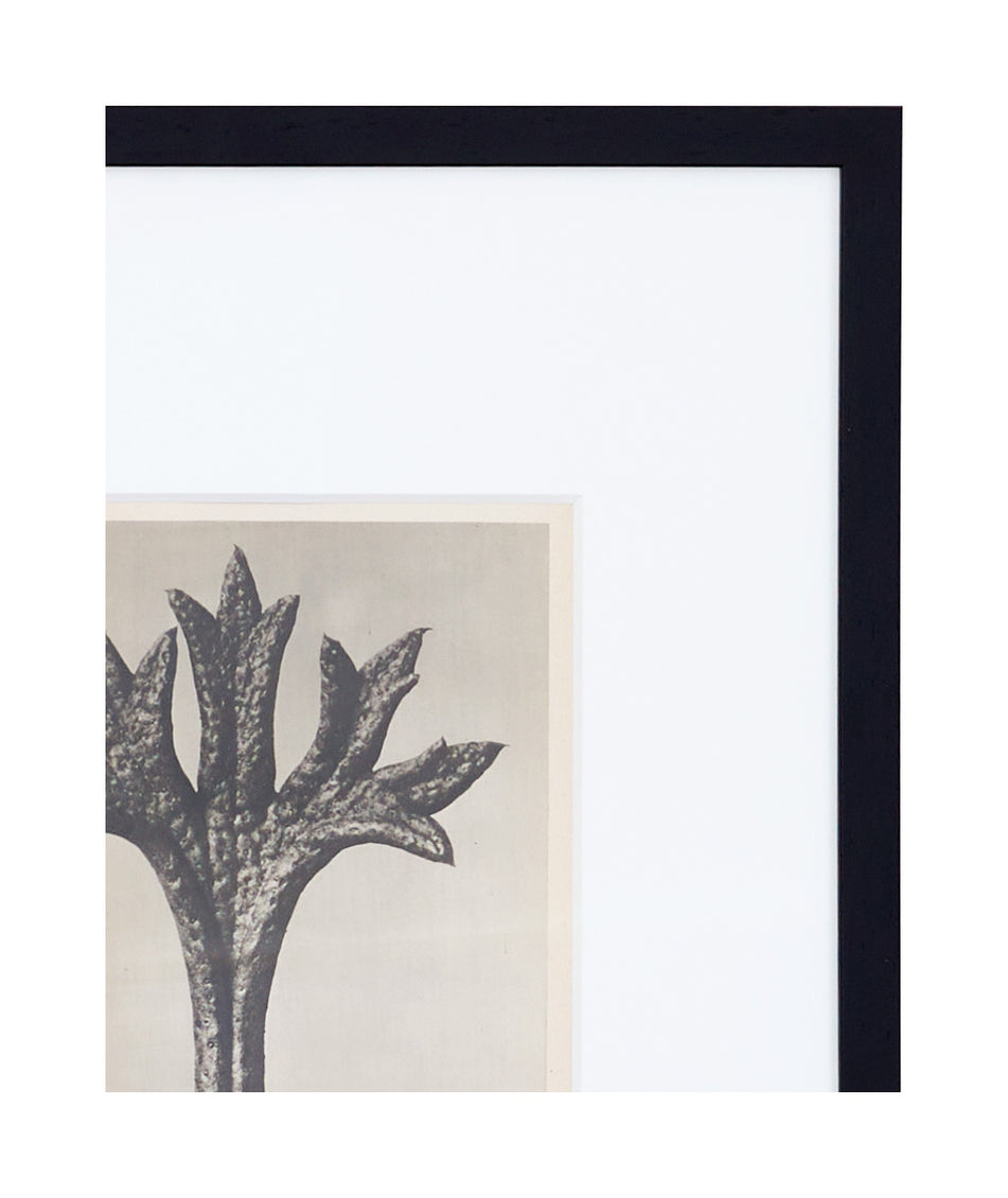 Vintage Blossfeldt Print - XVII