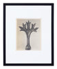 Vintage Blossfeldt Print - XVII