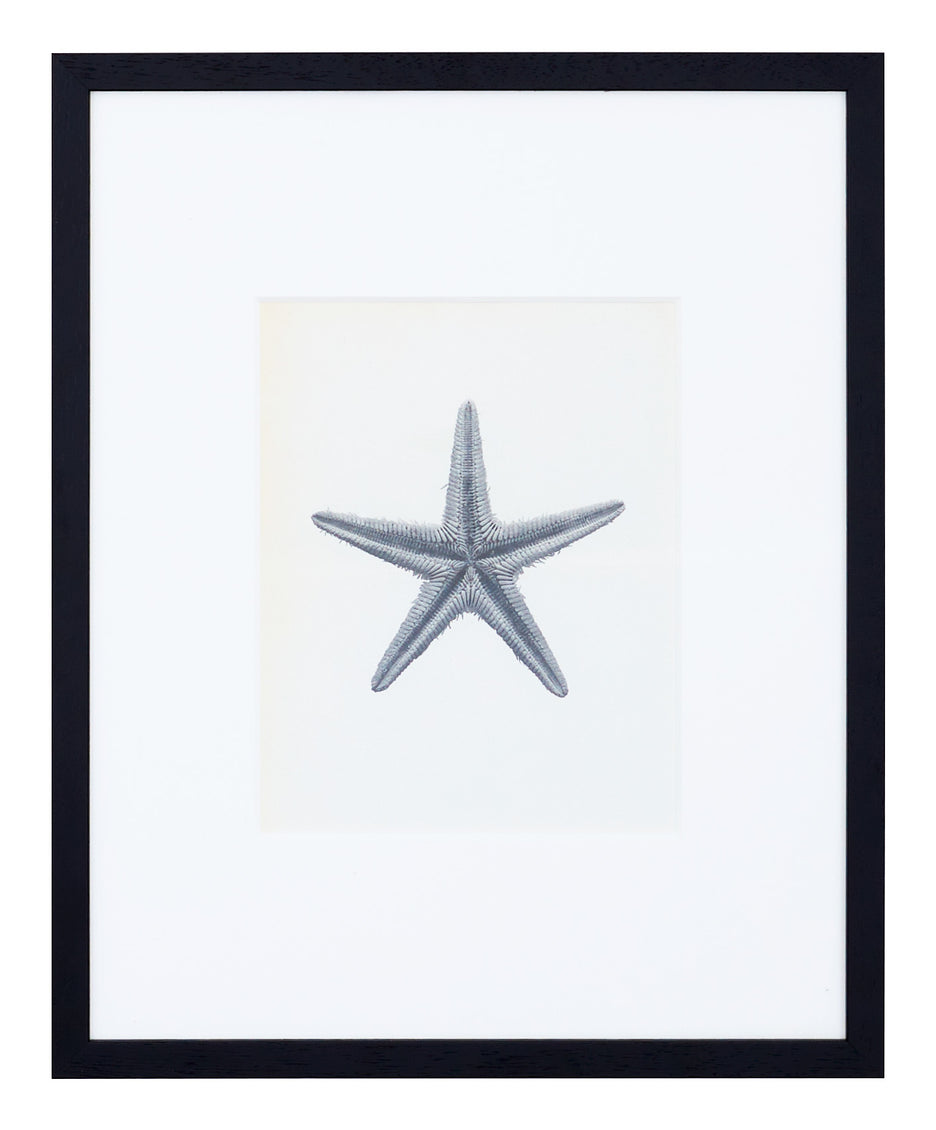 Vintage Blossfeldt Print - XVIII