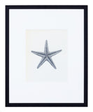 Vintage Blossfeldt Print - XVIII