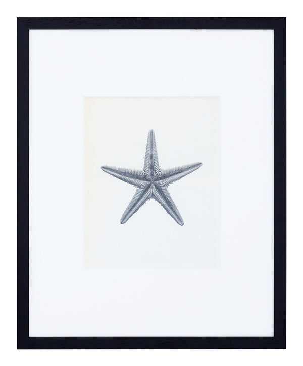 Vintage Blossfeldt Print - XVIII