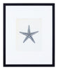 Vintage Blossfeldt Print - XVIII