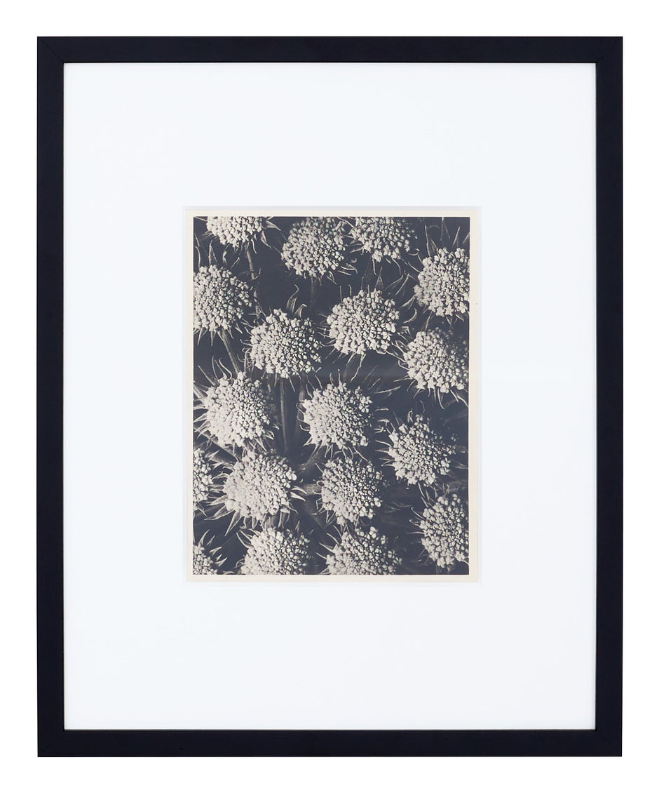 Vintage Blossfeldt Print - XXI