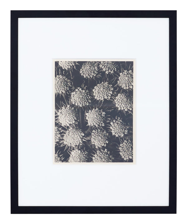 Vintage Blossfeldt Print - XXI