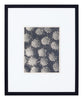 Vintage Blossfeldt Print - XXI