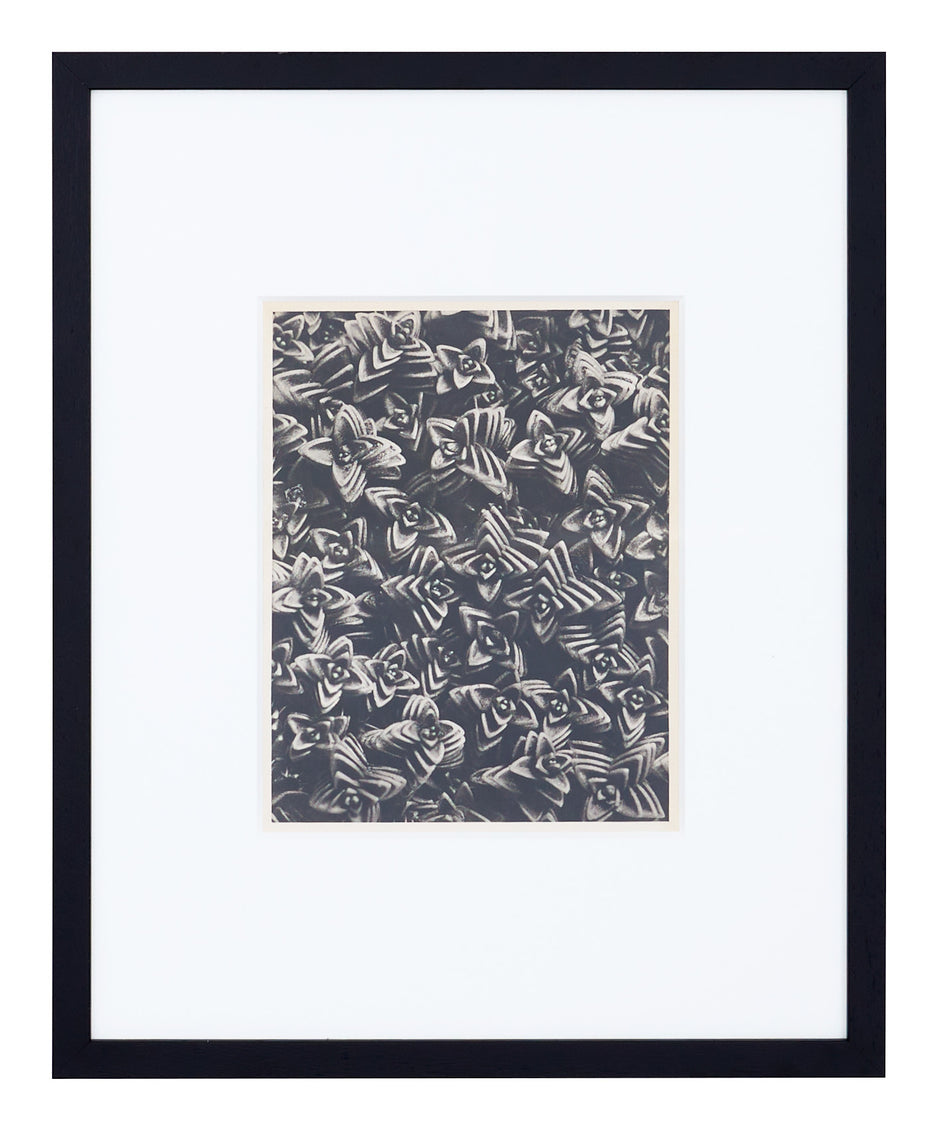 Vintage Blossfeldt Print - XXII