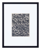 Vintage Blossfeldt Print - XXII