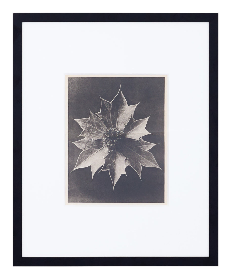 Vintage Blossfeldt Print - XXIV