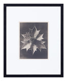 Vintage Blossfeldt Print - XXIV