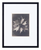 Vintage Blossfeldt Print - XXIV