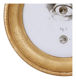 L'Oeil Study