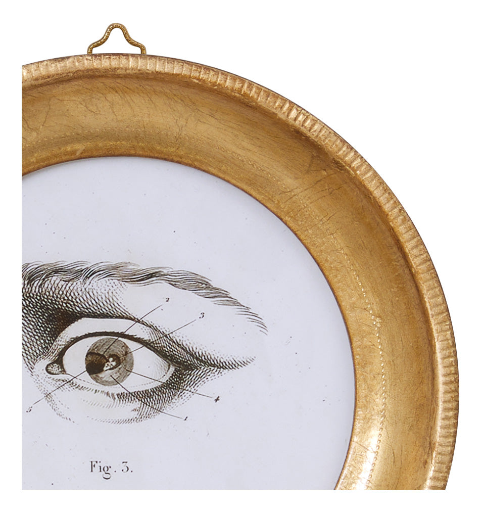 L'Oeil Study