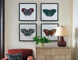 Papillon I