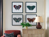 Papillon I