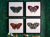 Papillon I