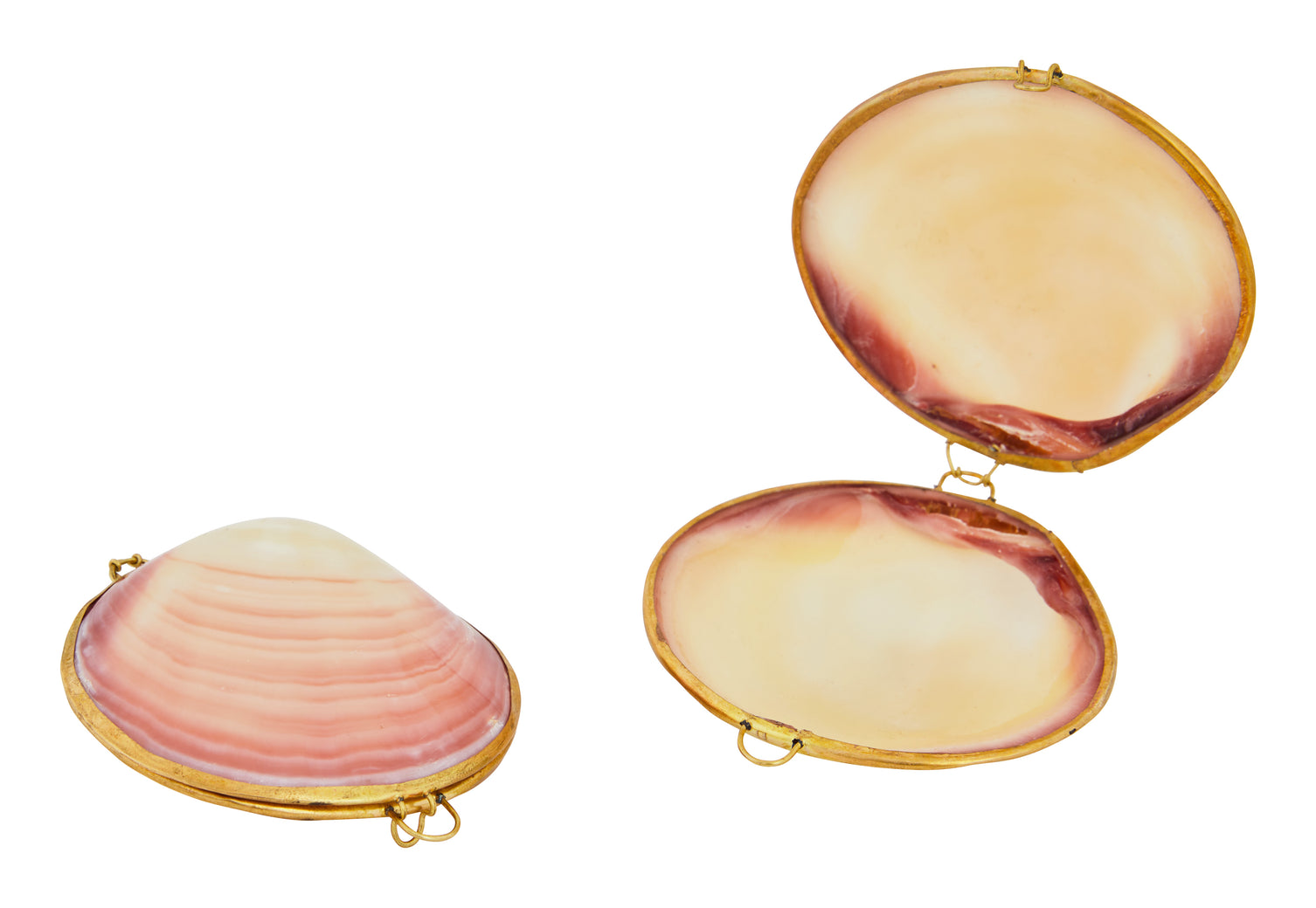 Codaika Shell Stash Box