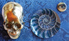 Blue Nautilus Plate